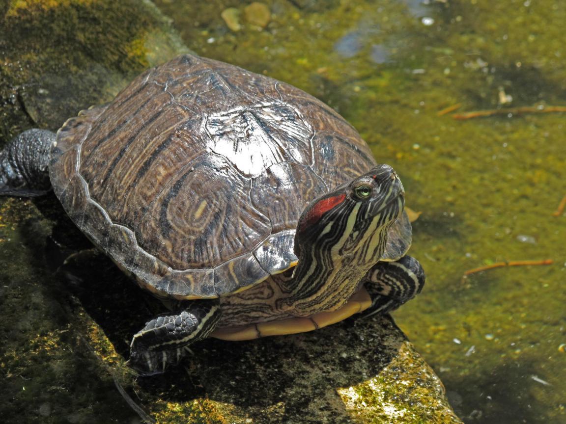 Bild von einer Rotwangenschmuckschildkröte am Gewässer