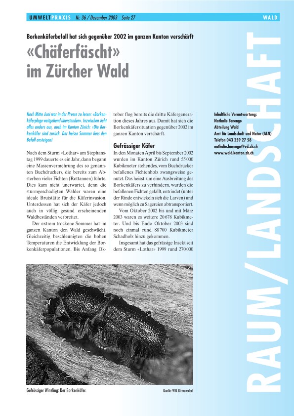 Chäferfäscht im Zürcher Wald: Borkenkäferbefall hat sich gegenüber 2002 im ganzen Kanton verschärft