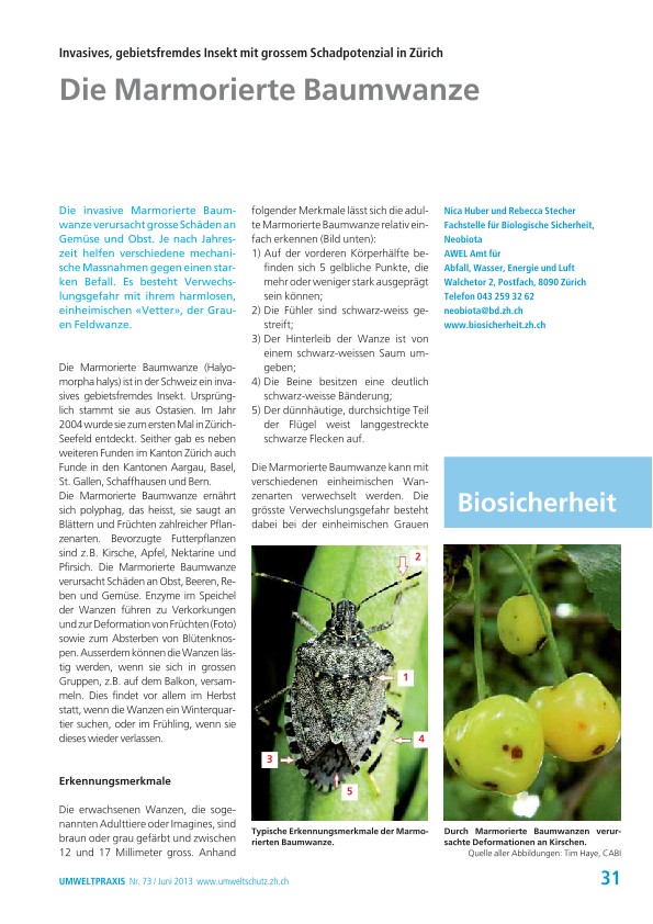 Invasives, gebietsfremdes Insekt mit grossem Schadpotential in Zürich: Die Marmorierte Baumwanze
