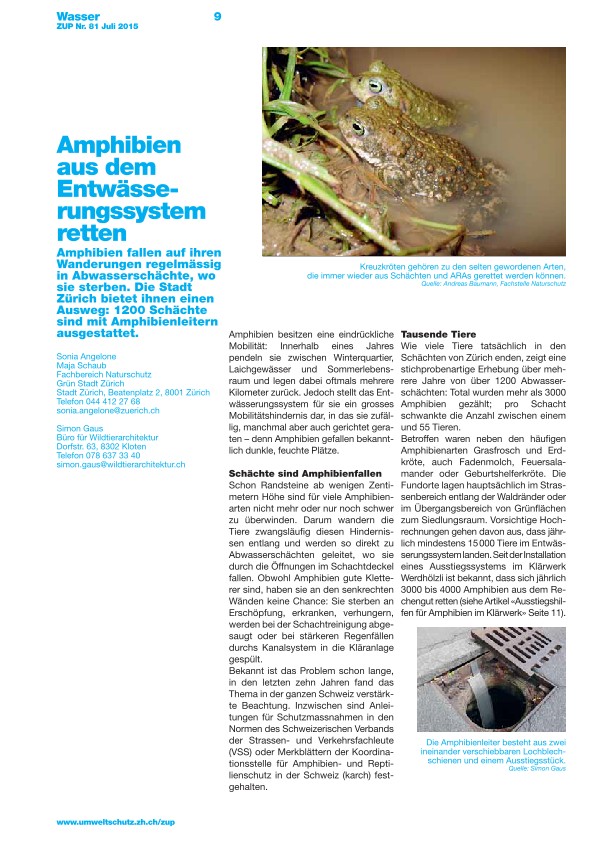 Amphibien aus den Entwässerungssystem retten