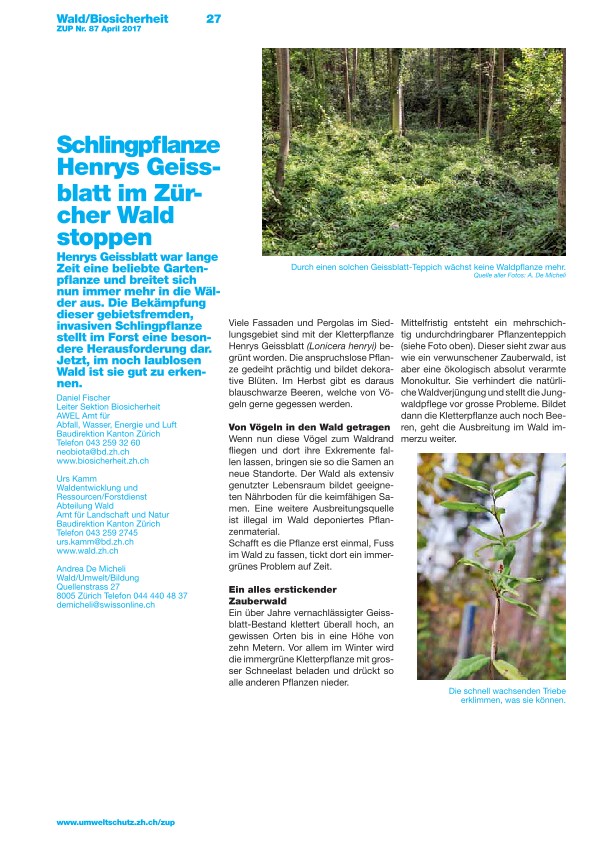 Zürcher Umweltpraxis 87: Schlingpflanze Henrys Geissblatt im Zürcher Wald stoppen