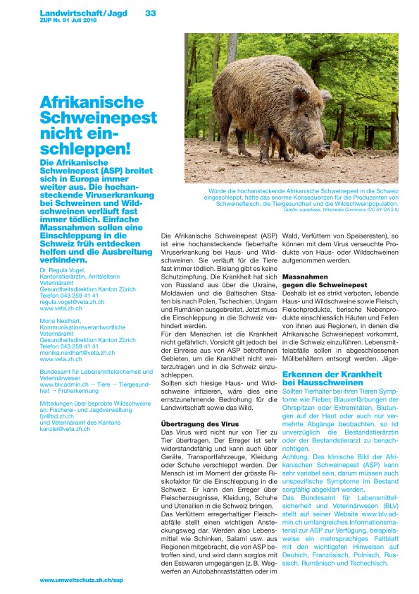 Zürcher Umweltpraxis 91: Afrikanischen Schweinepest nicht einschleppen!