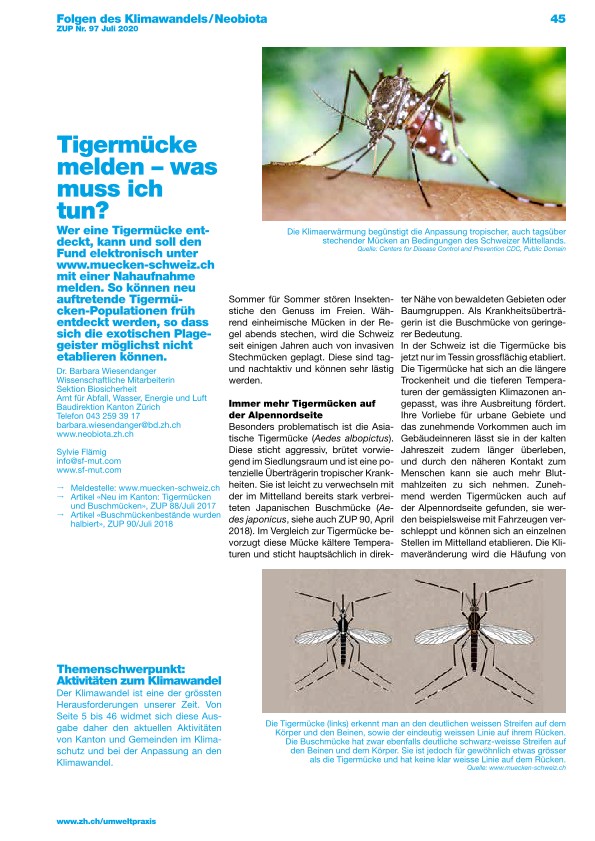 Tigermücke melden, was muss ich tun?