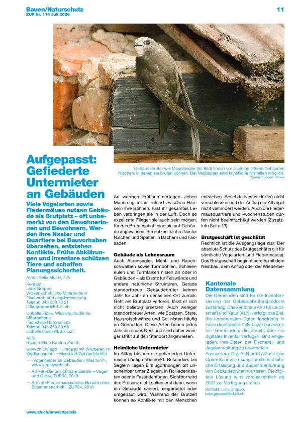 Zürcher Umweltpraxis und Raumentwicklung 114: Aufgepasst: Gefiederte Untermieter an Gebäuden