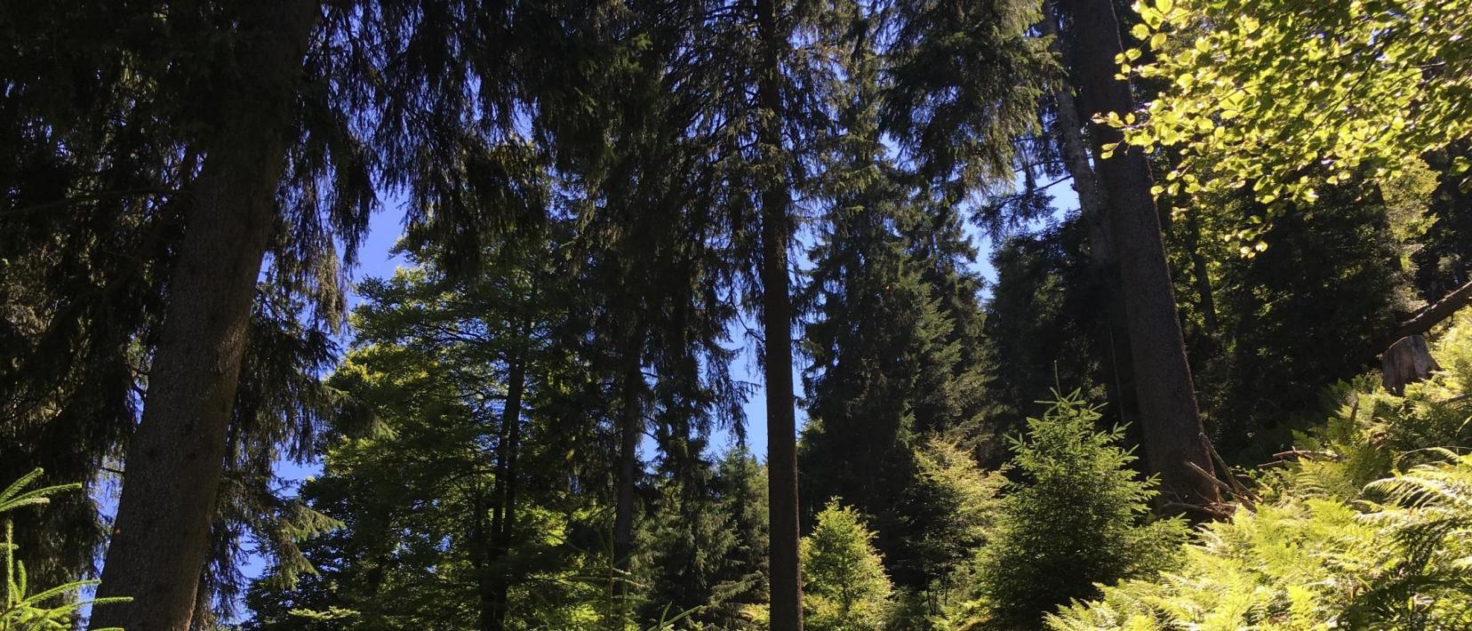 Mischwald in drei Stufen
