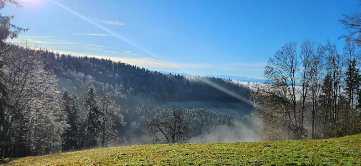 Ausblick Staatswald Turbenthal