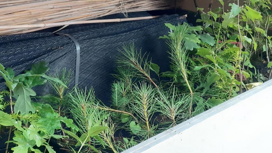 Jungpflanzen die vor Ort aufgezogen werden