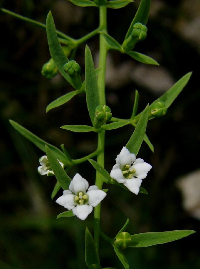 Nahaufnahme zweier weiss blühender Alpen-Bergflachs Blüten auf schwarzem Hintergrund. 
