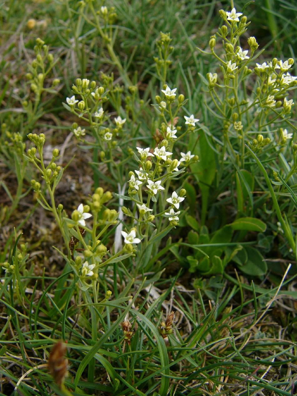 Foto von Leinblättriger Bergflachs auf einer eher karg bewachsenen Wiese