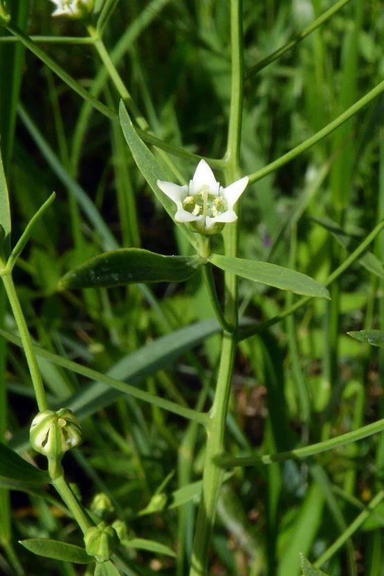 Weisse Blüte des Bayrischen Bergflachs mit einer grünen Wiese im Hintergrund