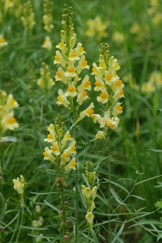 Gelb blühendes Gemeines Leinkraut auf einer Wiese.