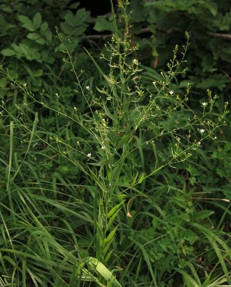 Bayrischer Bergflachs mit Gräsern und Gebüsch im Hintergrund