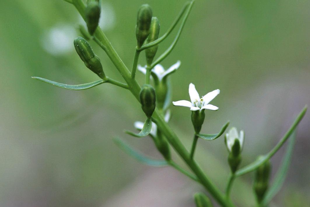 Weiss blühende Blüte des Schnabelfrüchtigen Bergflachs auf verschwommenem Hintergrund