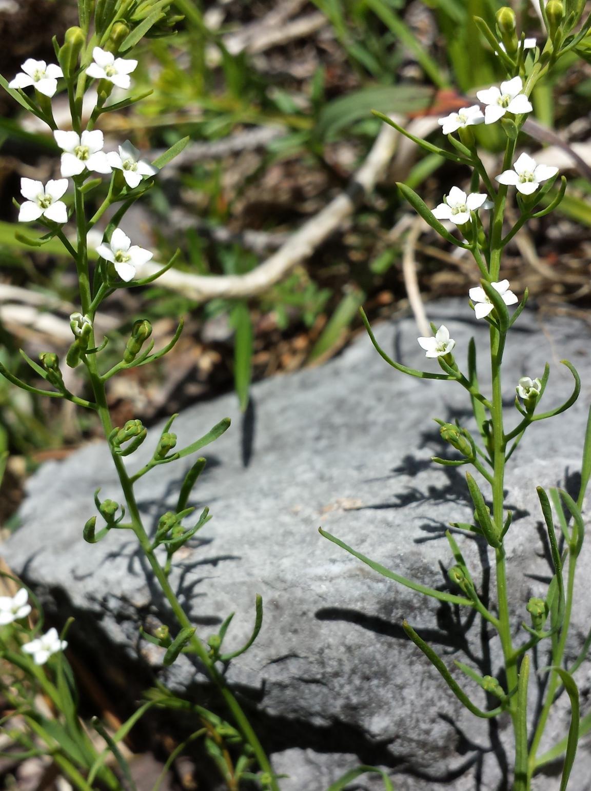 Weiss blühender Alpen-Bergflachs mit einem Stein im Hintergrund