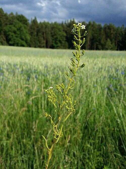 Pyrenäen-Bergflachs auf einer Wiese mit Wald im Hintergrund