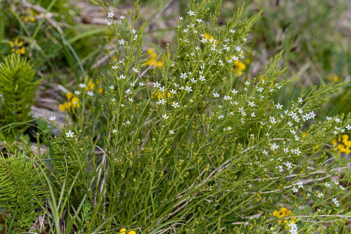 Weiss blühender Schnabelfrüchtiger Bergflachs mit einem verschwommenen Hintergrund