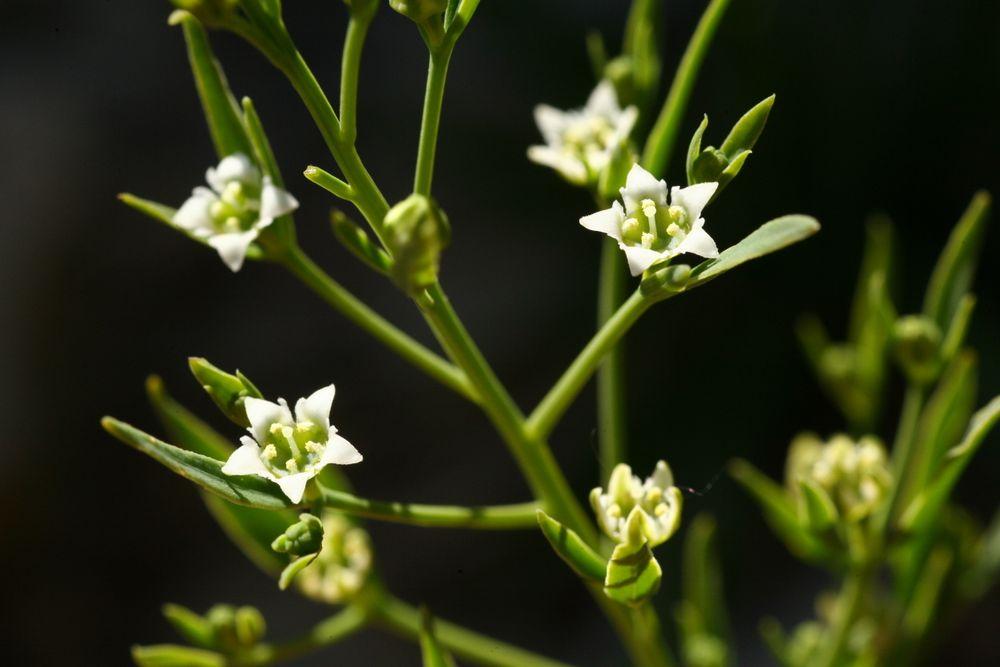 Nahaufnahme von Blüten des Leinblättrigen Bergflachs auf schwarzem Hintergrund