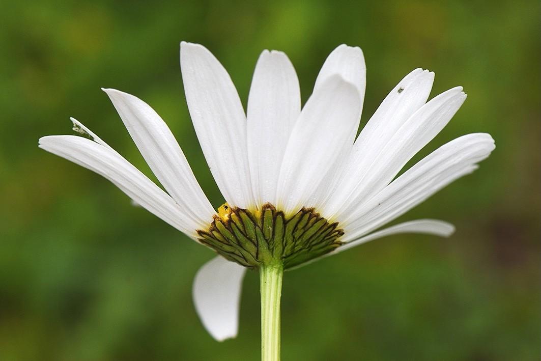 Seitliches Foto einer einzelnen Blüte der Berg-Wiesen-Margerite. Sichtbar sind die weissen Zungenblüten und schwarzbraun berandeten Hüllblätter.