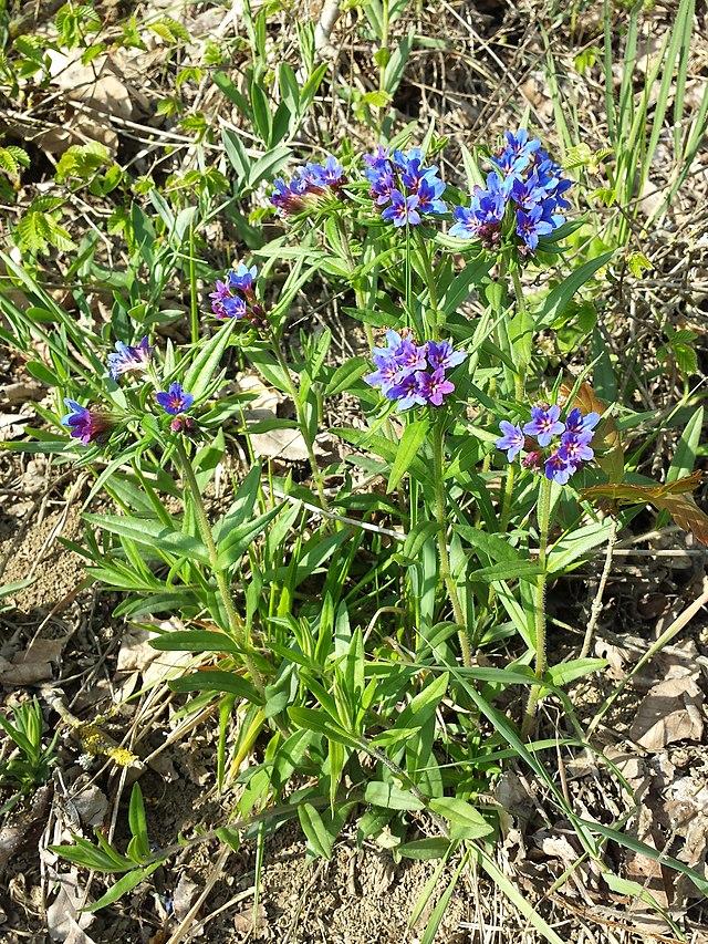 Bild eines blühenden Blauroten Steinsame