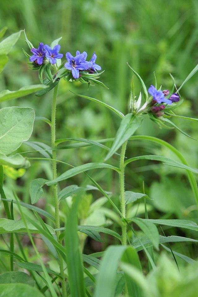 Blütenstand des Blauroten Steinsamens