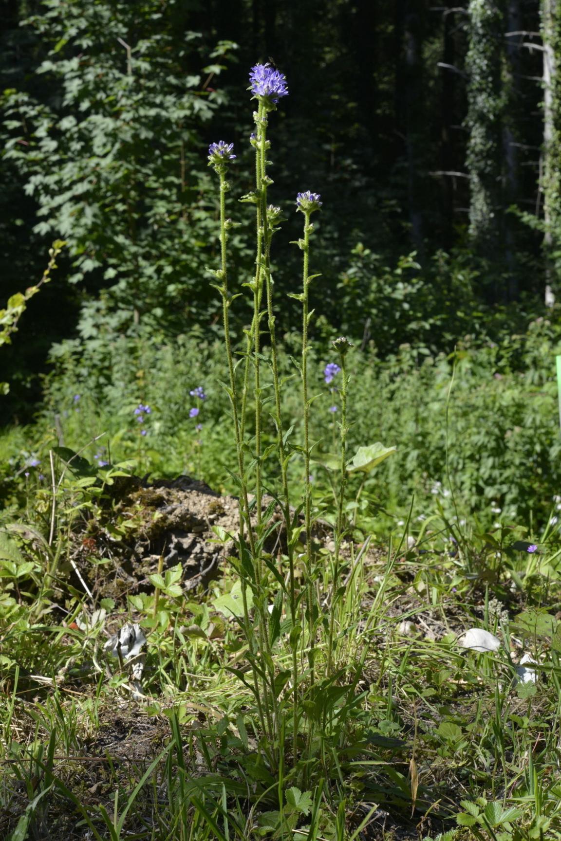 Borstige Glockenblume in lichter Umgebung mit Wald im Hintergrund