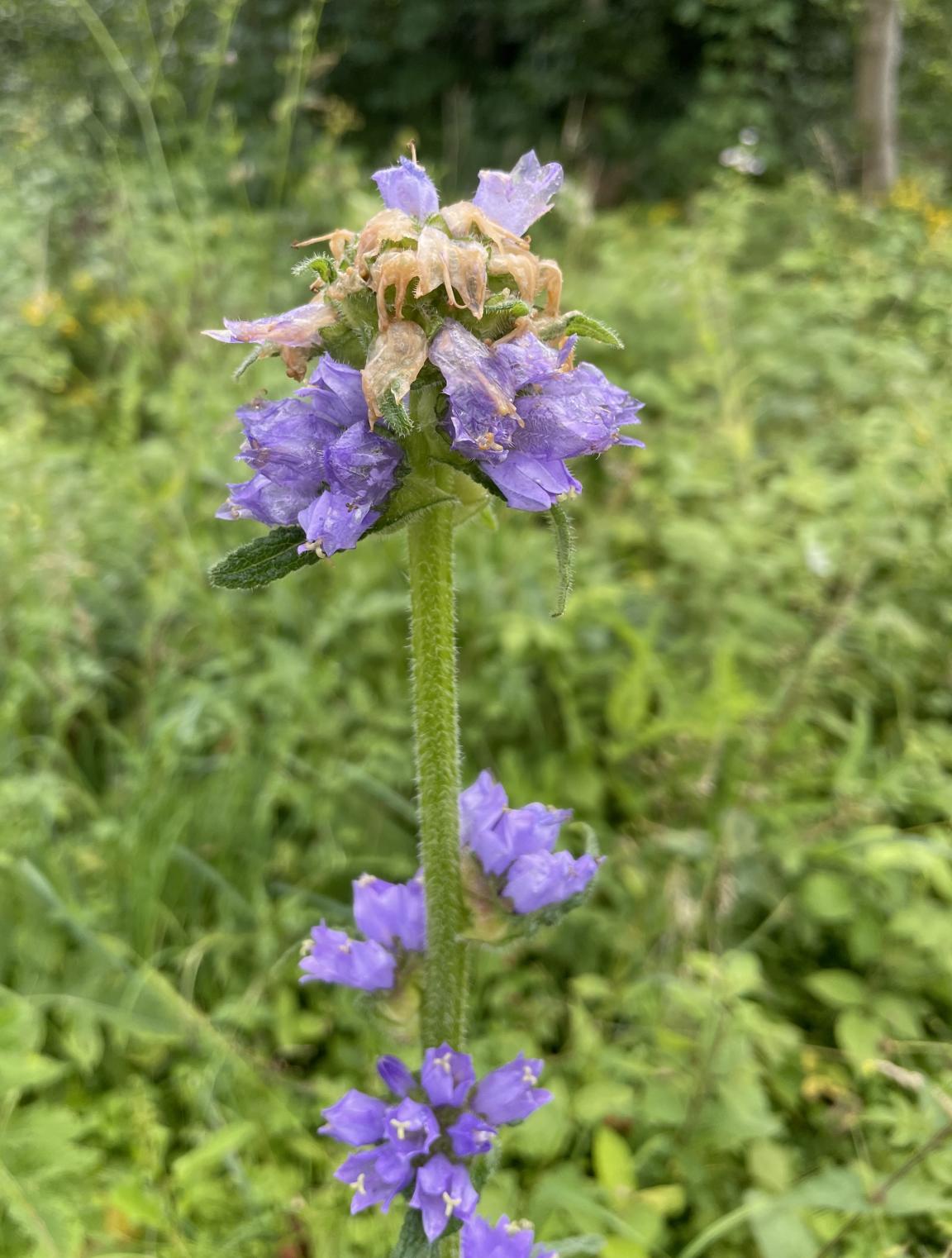 Stängel einer Borstigen Glockenblume mit hellblau bis blasslila blühenden Blüten mit einer Wiese im Hintergrund.