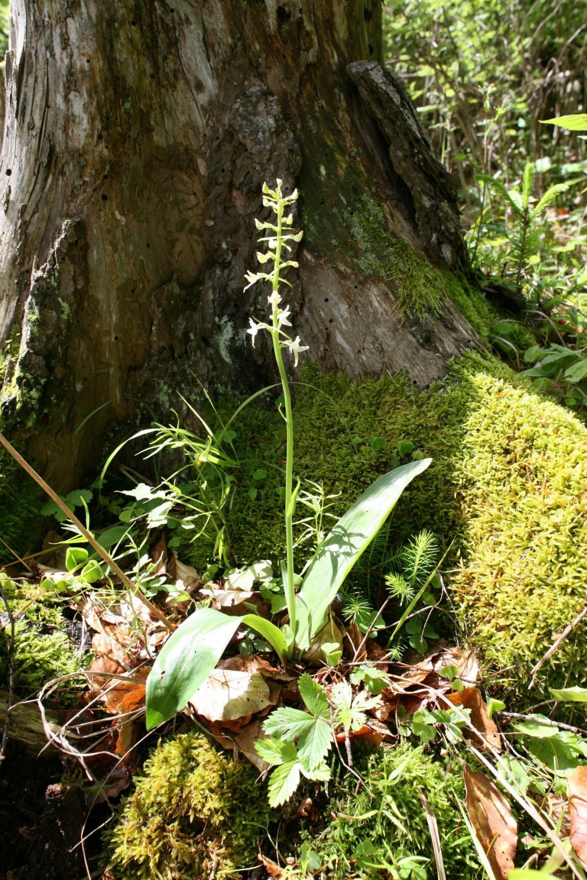 Blühendes Weisses Breitkölbchen in einem Wald neben einem Wurzelanlauf eines Baumes 