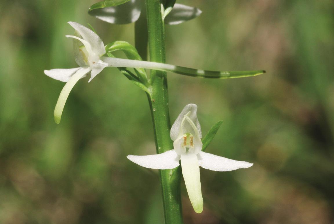 Nahaufnahme der Blüten eines Weissen Breitkölbchens