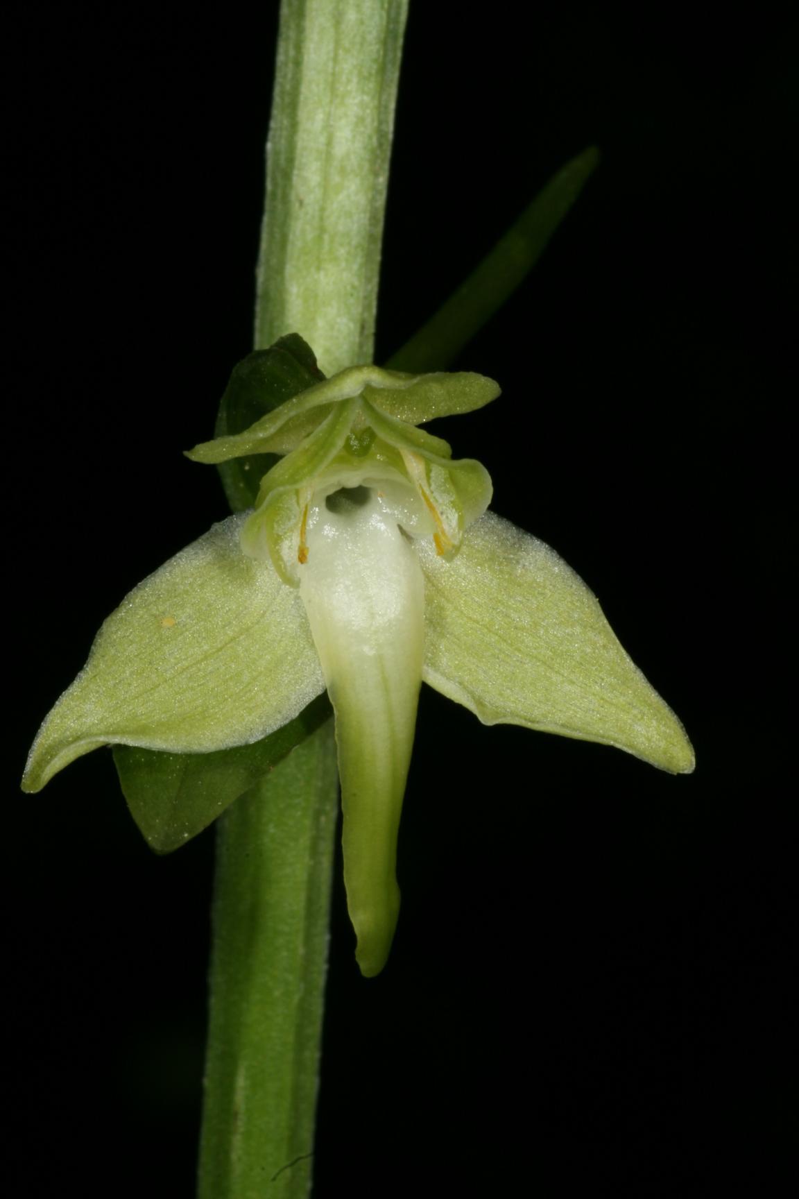 Nahaufnahme der Blüte eines Grünlichen Breitkölbchens