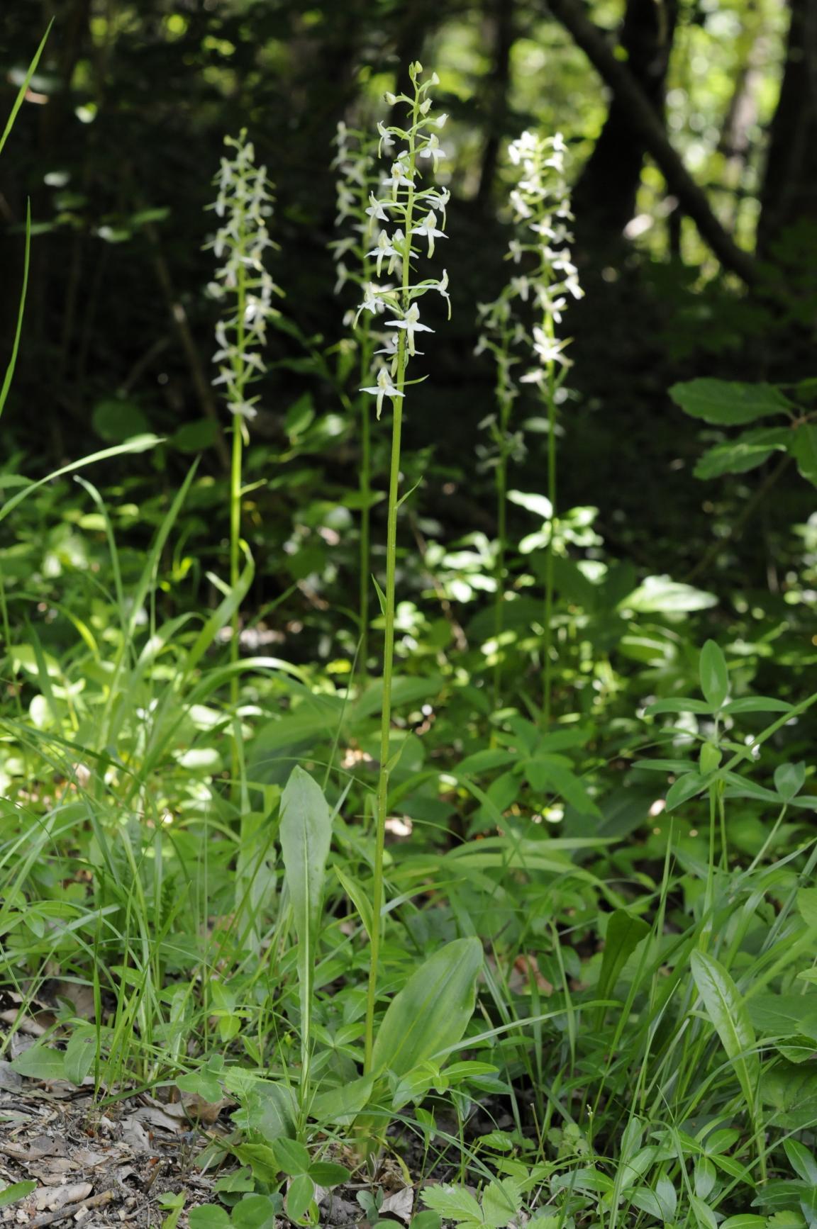 Blühende Weisse Breitkölbchen mit Wald im Hintergrund 