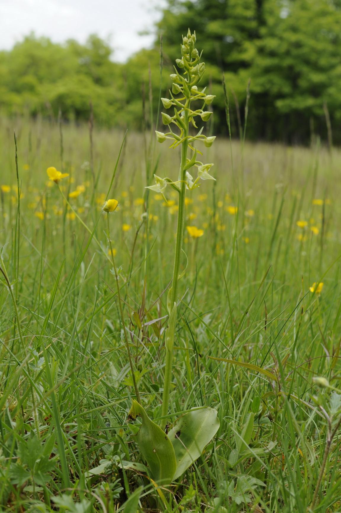 Grünliches Breitkölbchen auf einer Wiese mit Wald im Hintergrund