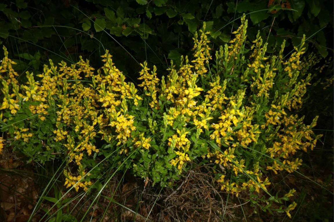 Bild des Deutschen Ginster Strauchs mit Buchenblättern im Hintergrund