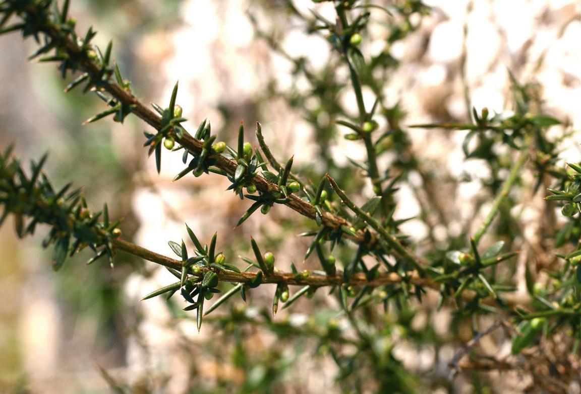 Ältere und damit dornige Zweige des Deutschen Ginsters.