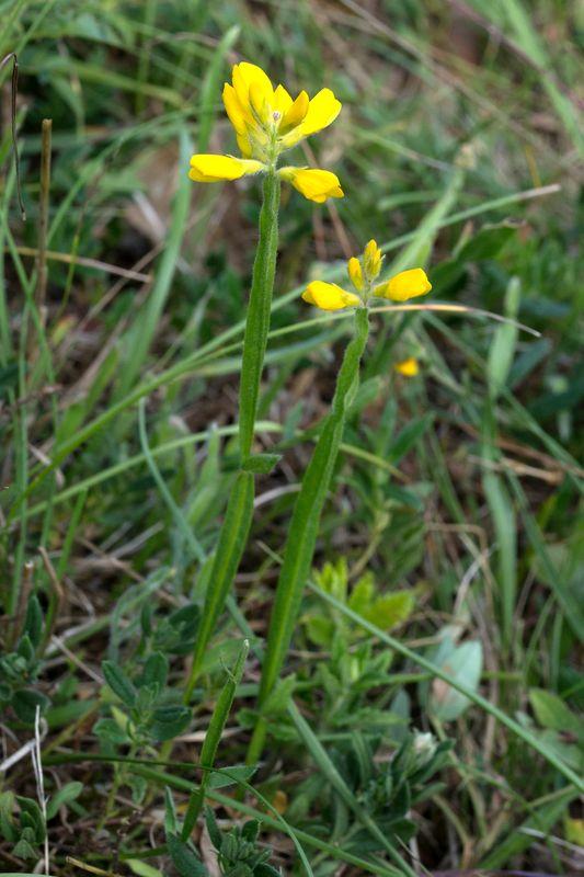 Nahaufnahme von zwei blühenden und breit geflügelten Zweigen des Flügel-Ginsters.