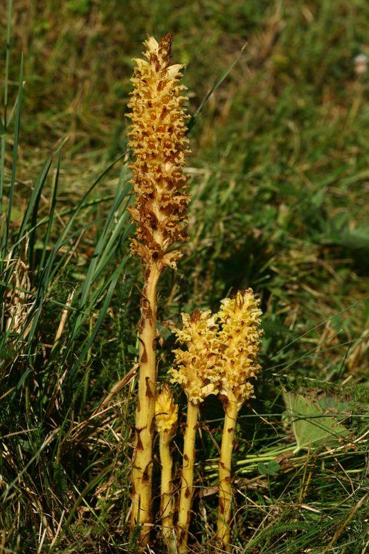 Nahaufnahme des Flockenblumen-Würgers / Hohen Sommerwurzes