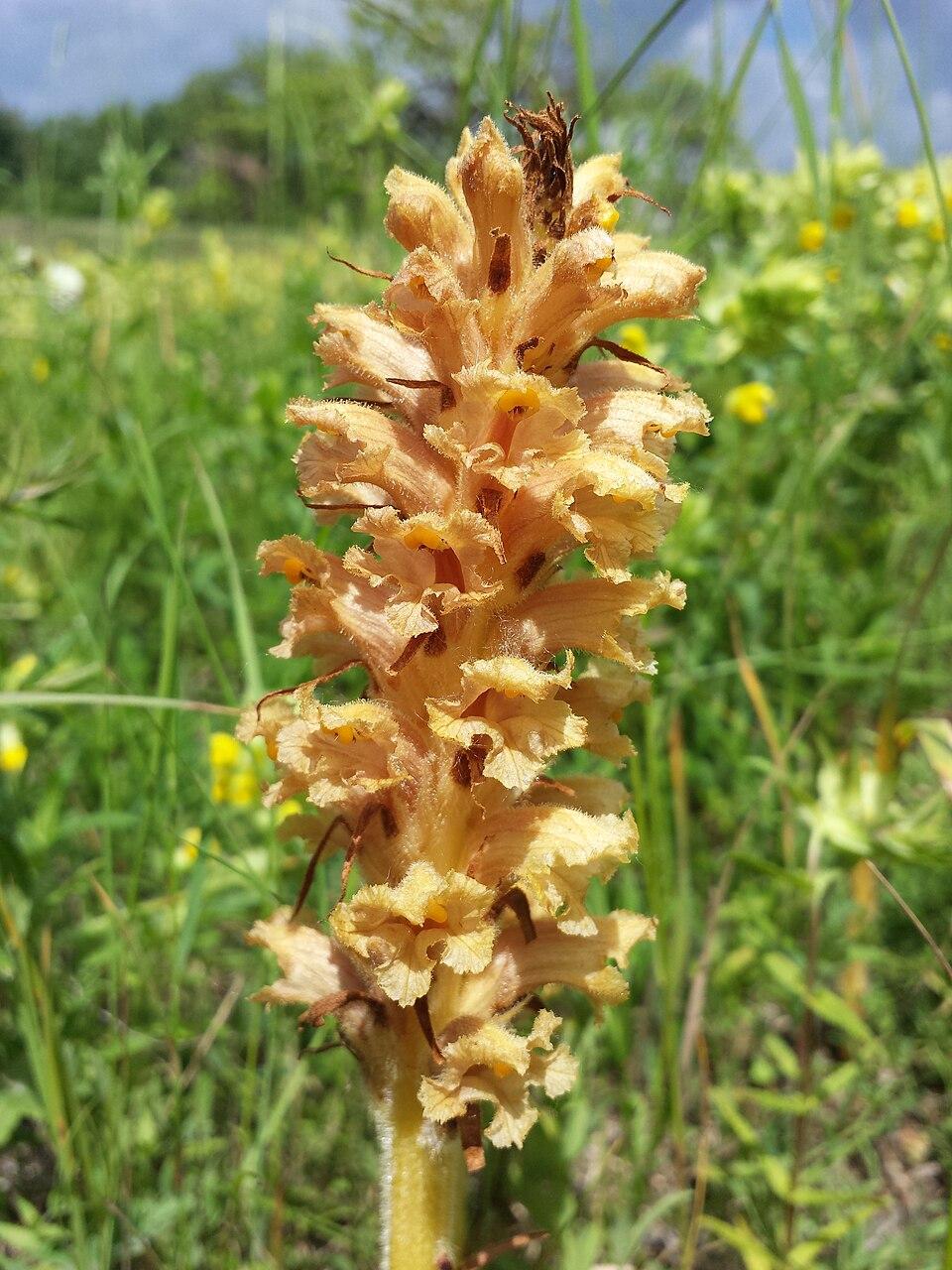Nahaufnahme der Blüte des Elsässer Würgers
