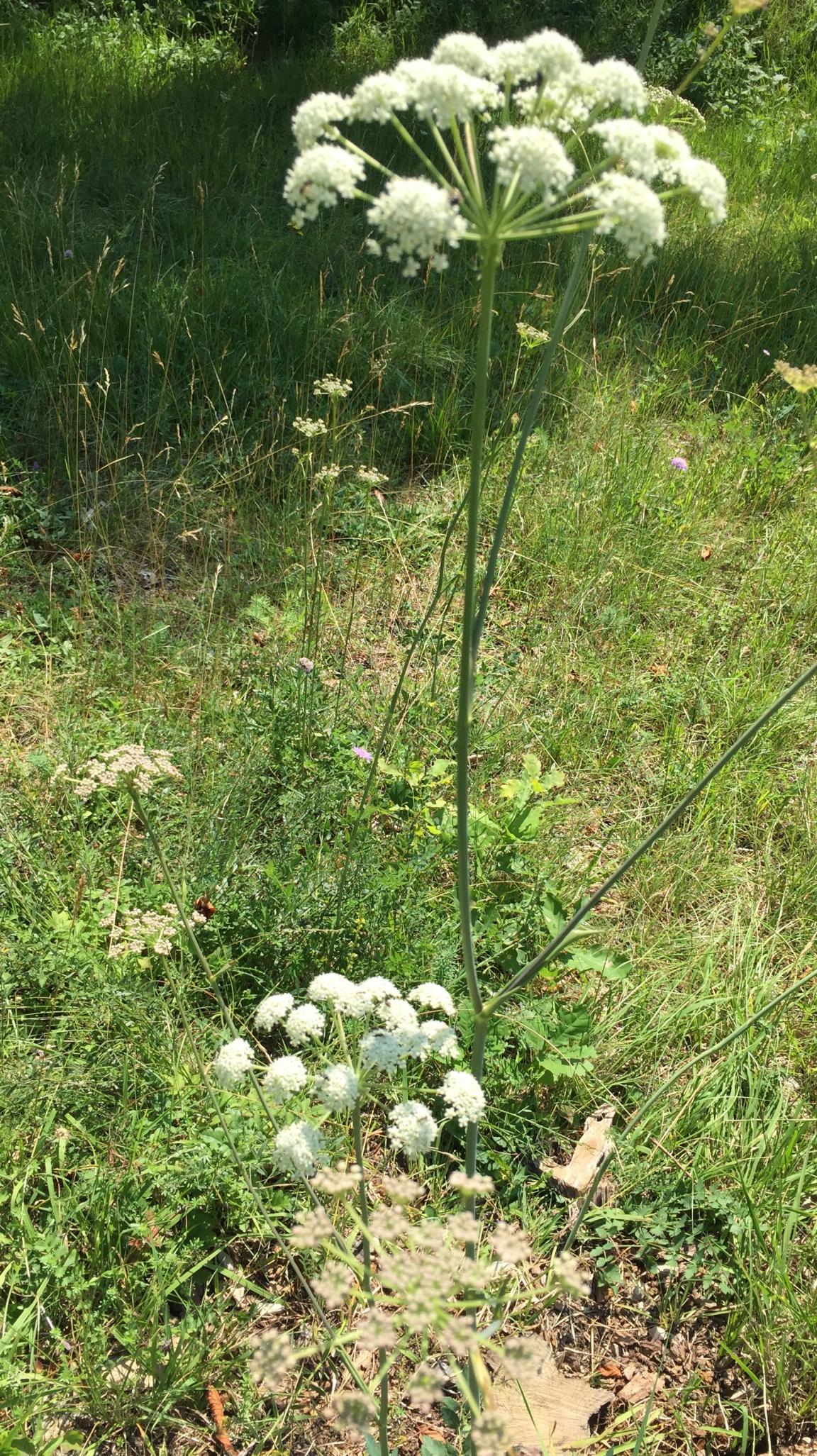 Aufnahme der Hirschwurz mit weissen Blüten in Dolden auf einer Wiese