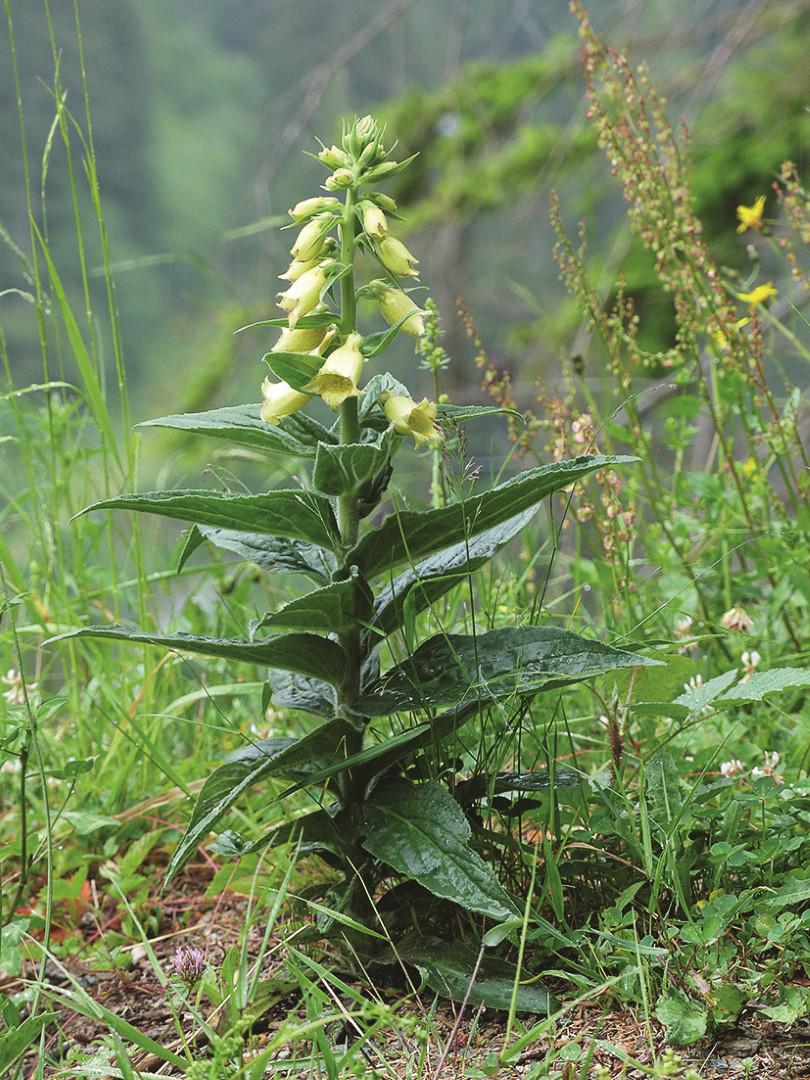 Grossblütiger Fingerhut in leicht lückig bewachsener Vegetation