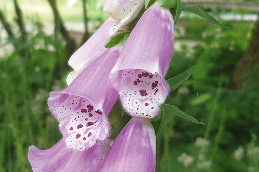Hellpurpure Blüten des Roten Fingerhuts mit verschwommener Krautschicht im Hintergrund