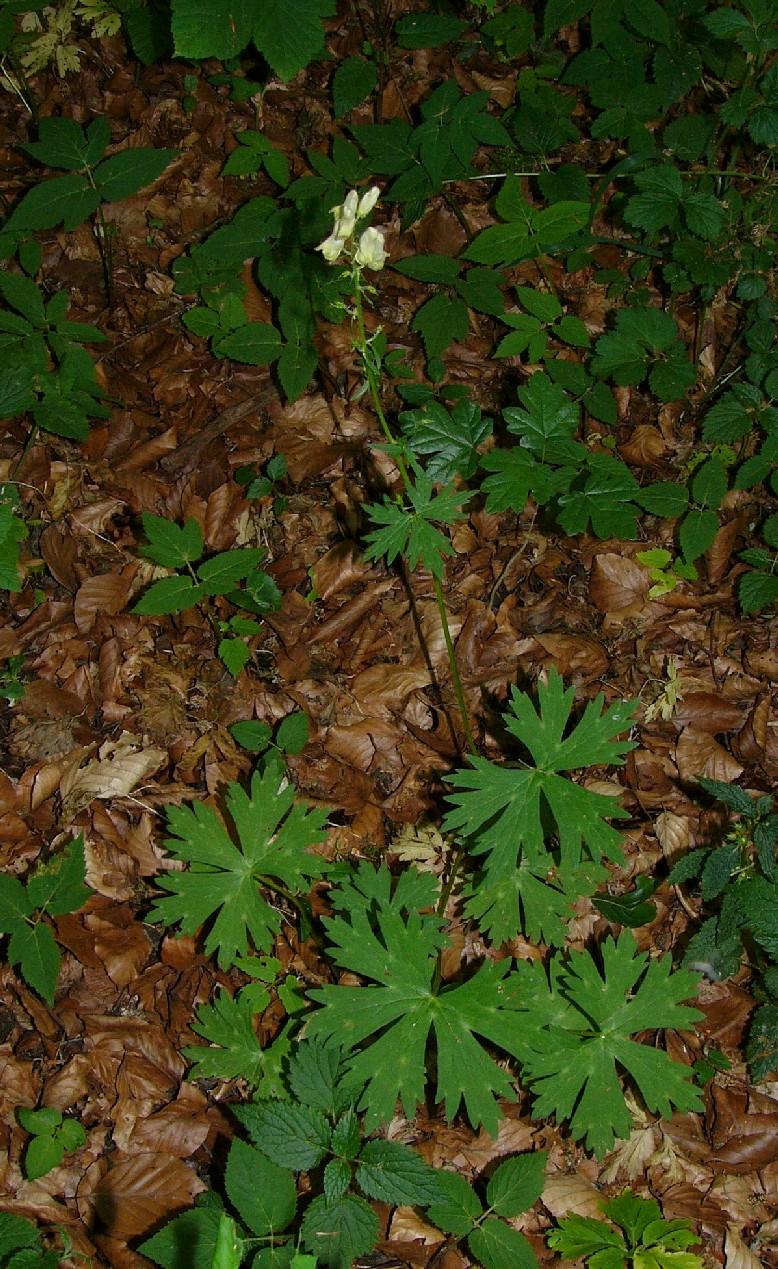 Gelber Eisenhut mit geteilten Blättern und Buchenlaub im Hintergrund