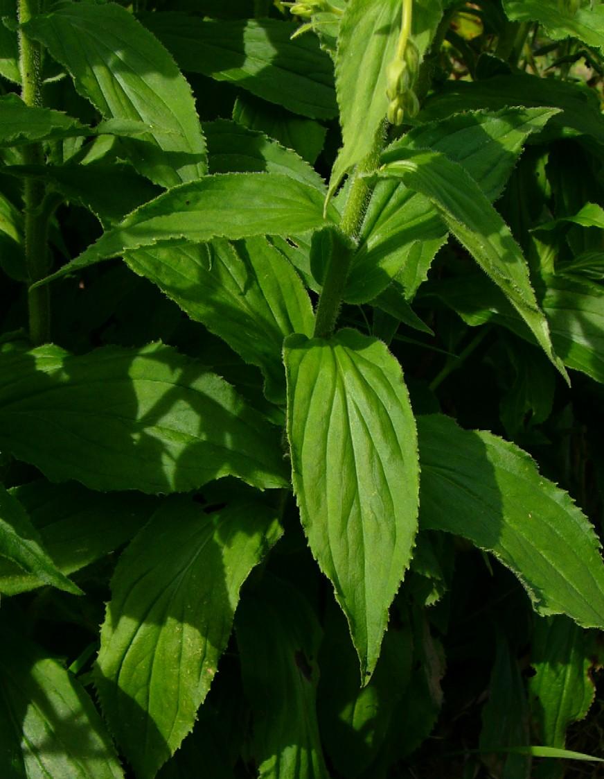 Grossblütiger Fingerhut mit behaarten Blättern und Stiel auf krautig-schwarzer Umgebung