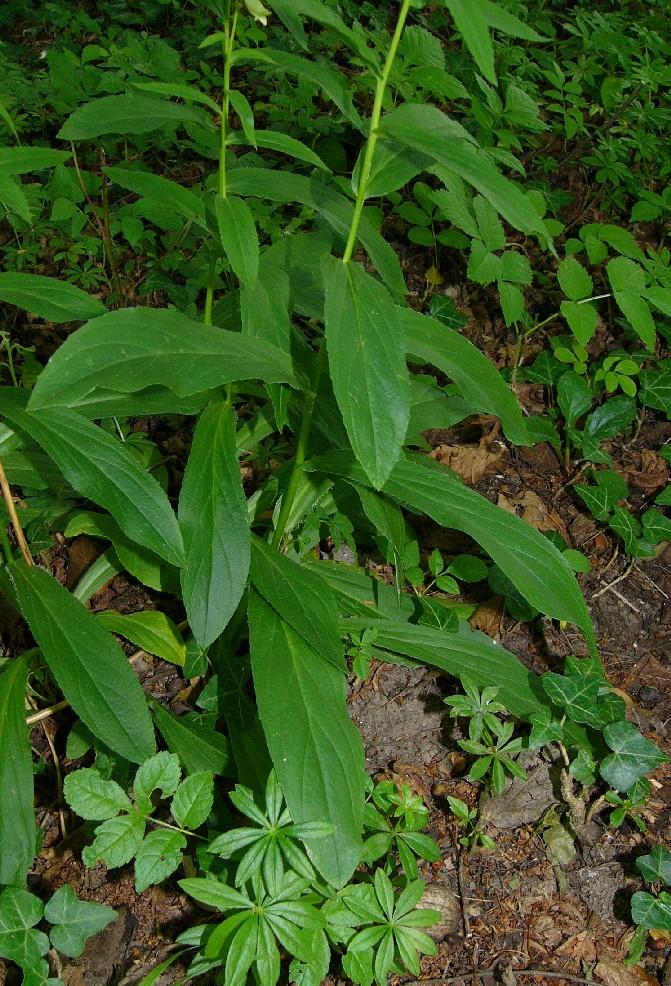 Gelber Fingerhut mit kahlen Blättern auf einem Waldboden