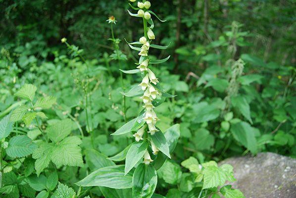 Gelber Fingerhut mit Krautpflanzen und Wald im Hintergrund