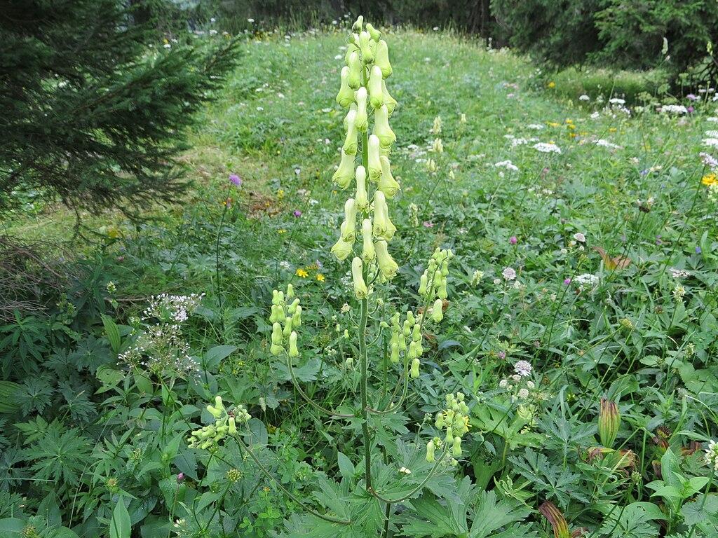 Gelber Eisenhut auf einer Wiese mit Waldrand und Einzelbäumen im Hintergrund 