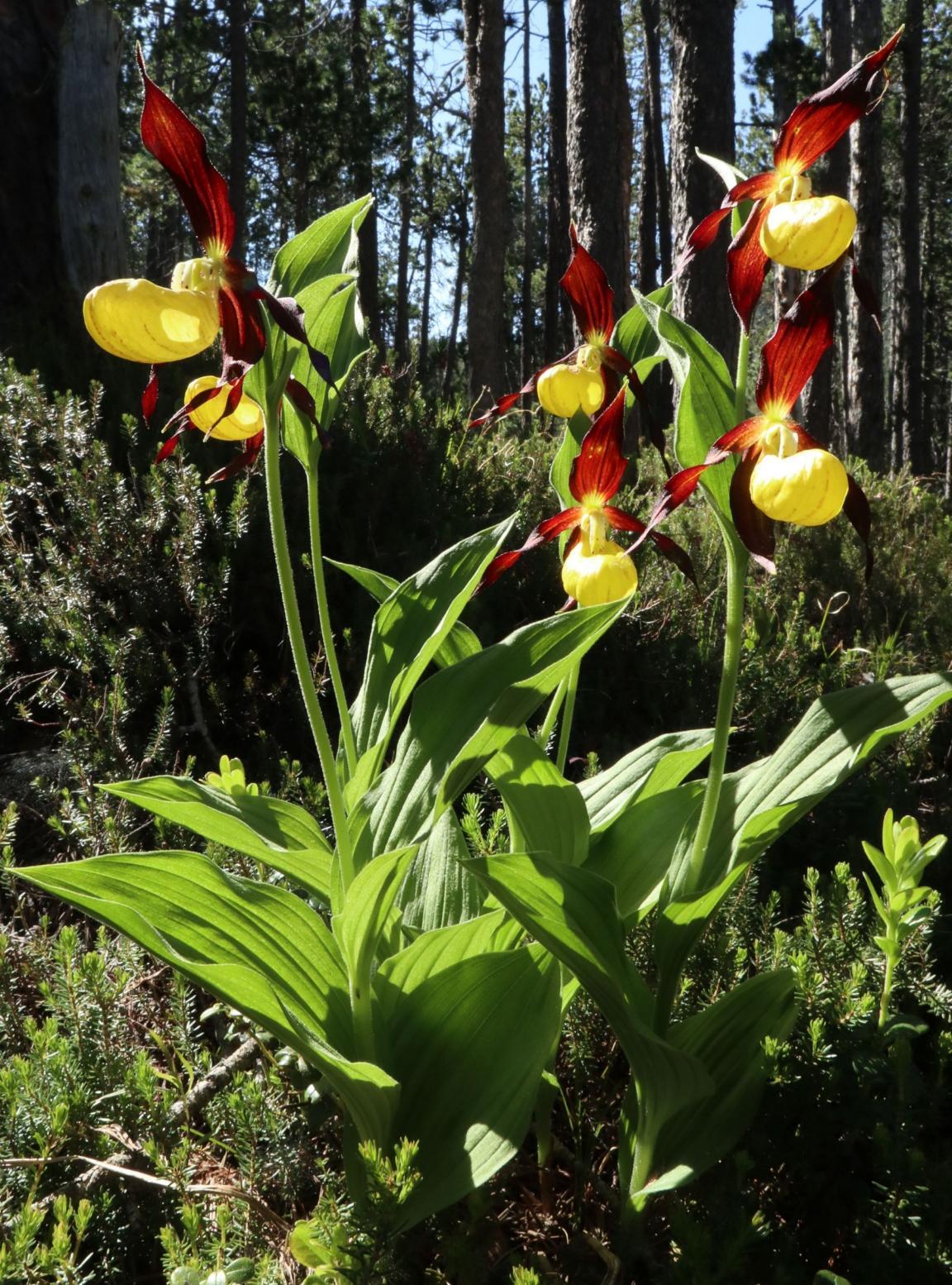 Bild eines blühenden gelben Frauenschuhs in einem Wald