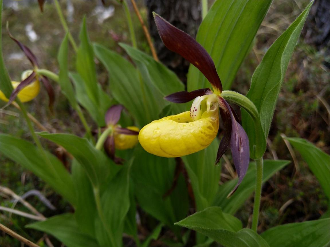 Blüte eines gelben Frauenschuhs