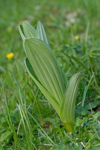 Bild eines Germers mit spiralförmig angeordneten Blättern