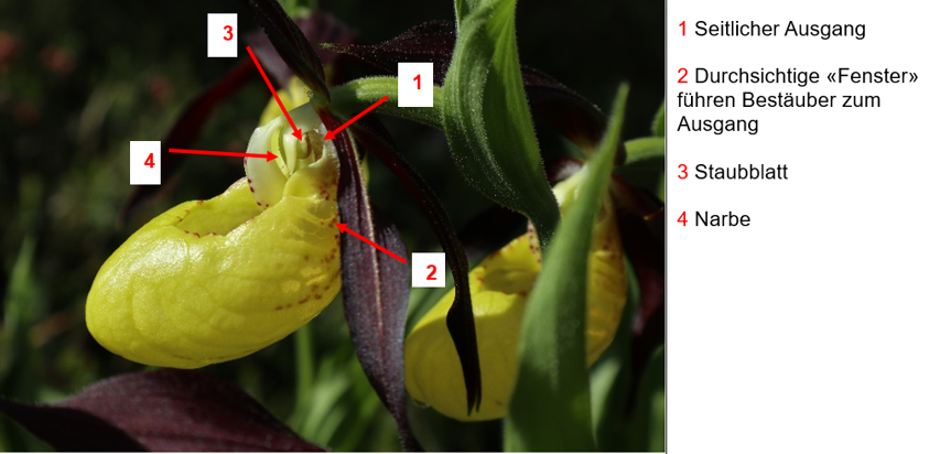 Einzelne Blüte eines Frauenschuhs, bei welchem «Seitlicher Ausgang» (1), «Durchsichtige Fenster führen Bestäuber zum Ausgang» (2), «Staubblatt» (3) und «Narbe» (4) mit roten Pfeilen gekennzeichnet sind.
