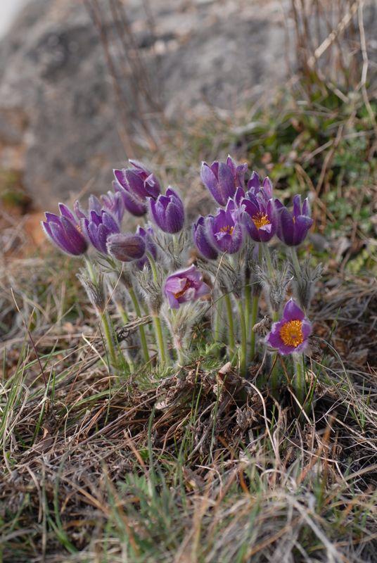 Nahaufnahme der violett blühenden gemeinen Küchenschelle