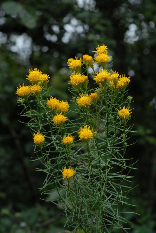 Bild einer blühenden Gold-Aster mit Wald im Hintergrund
